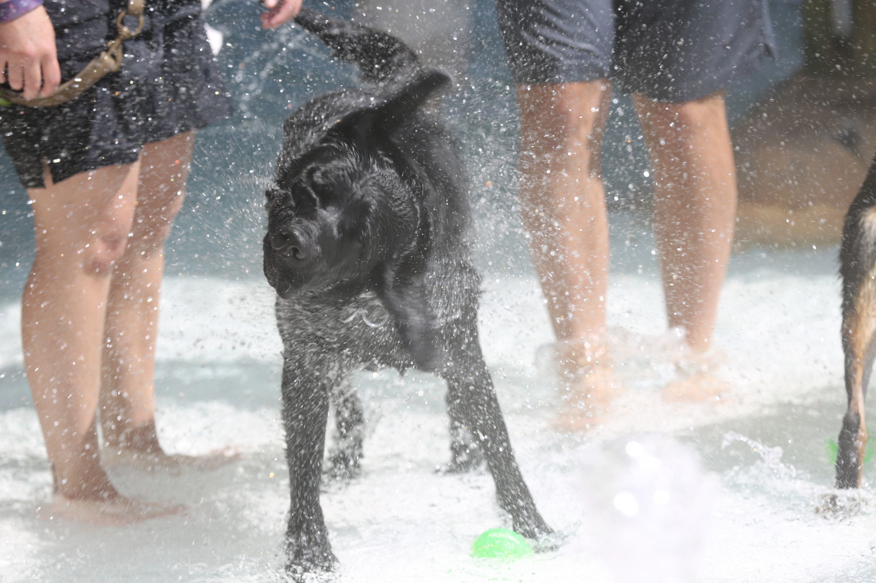 090919_gal_WWdogs (3)